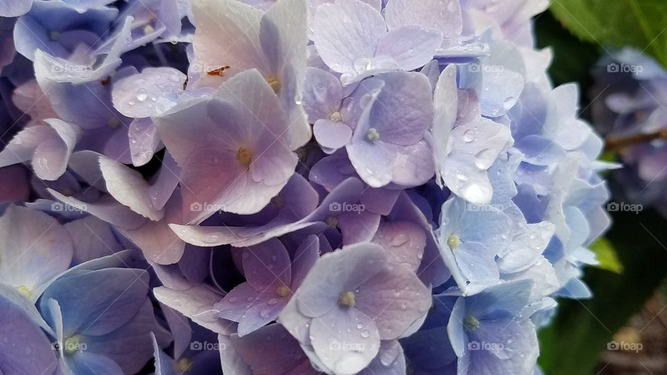 Hydrangea photos continued part 2
