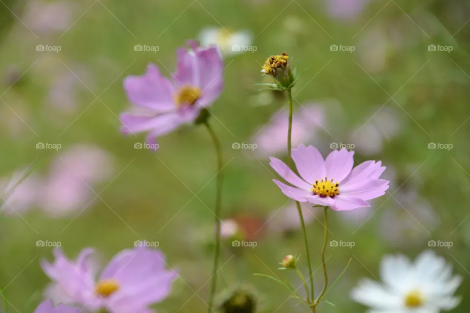 Cosmos 
