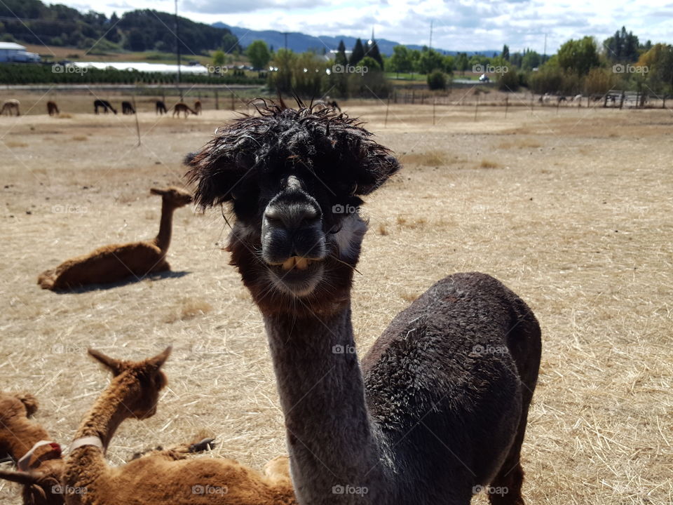 Portrait of alpacas on field