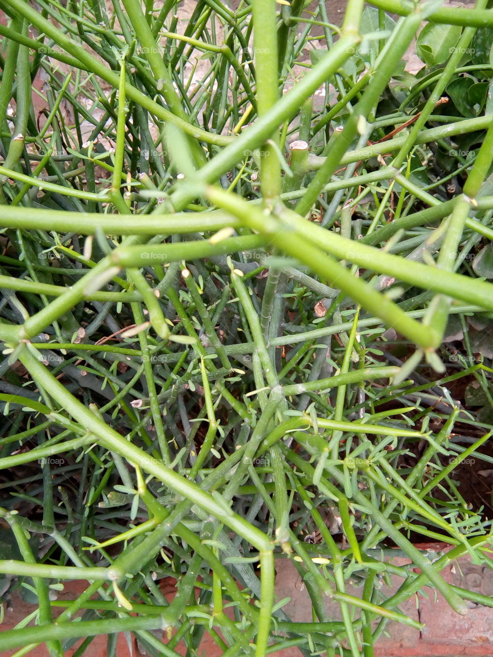 a beautiful plant in a garden