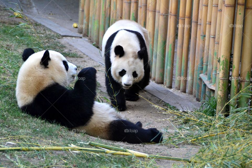 Panda bears