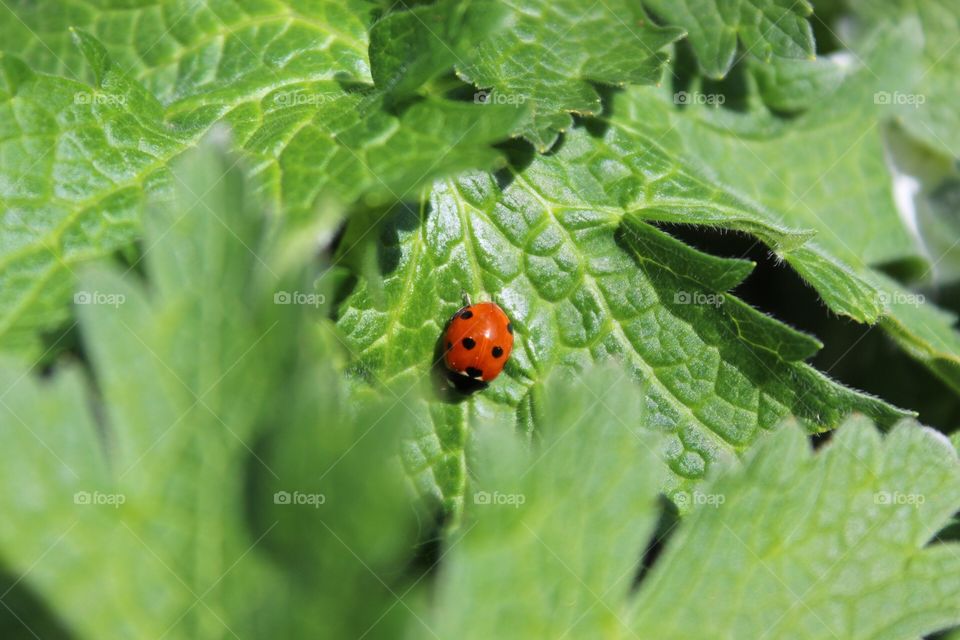 Lady bug closeup
