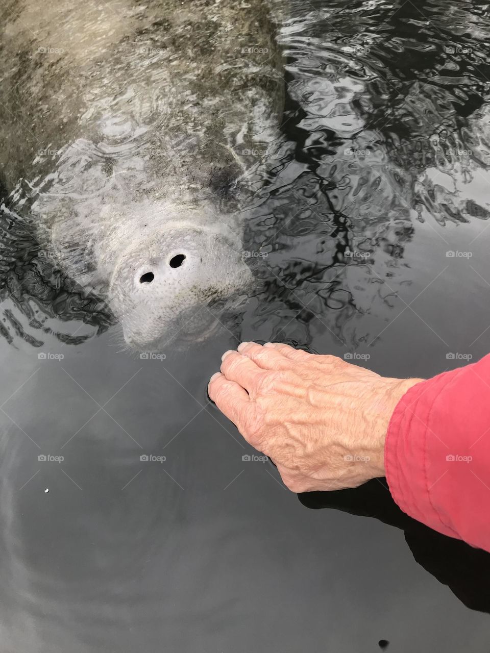 Making friends with a Manatee