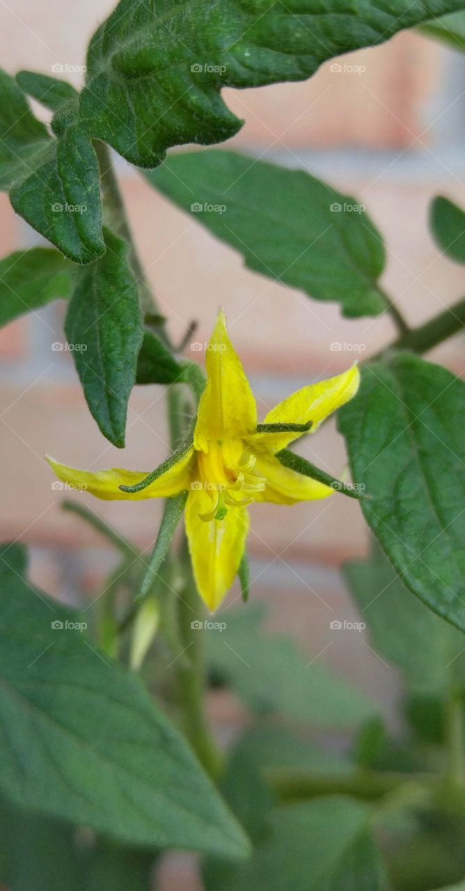 Tomato flower