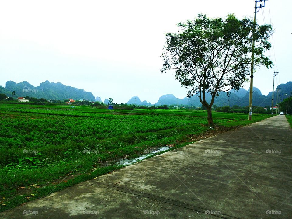 The countryside is peaceful. rural Vietnam