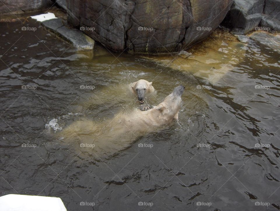 Polar bears