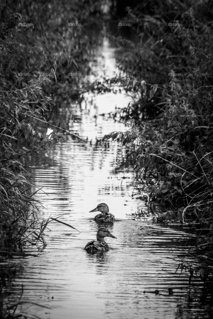 a portrait of two ducks swimming in the middle of the water of a creek. the creek is surrounded by grass and weeds.