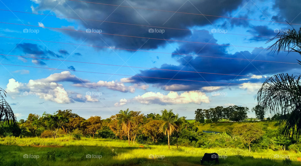 Brazilian Southest Backwoods