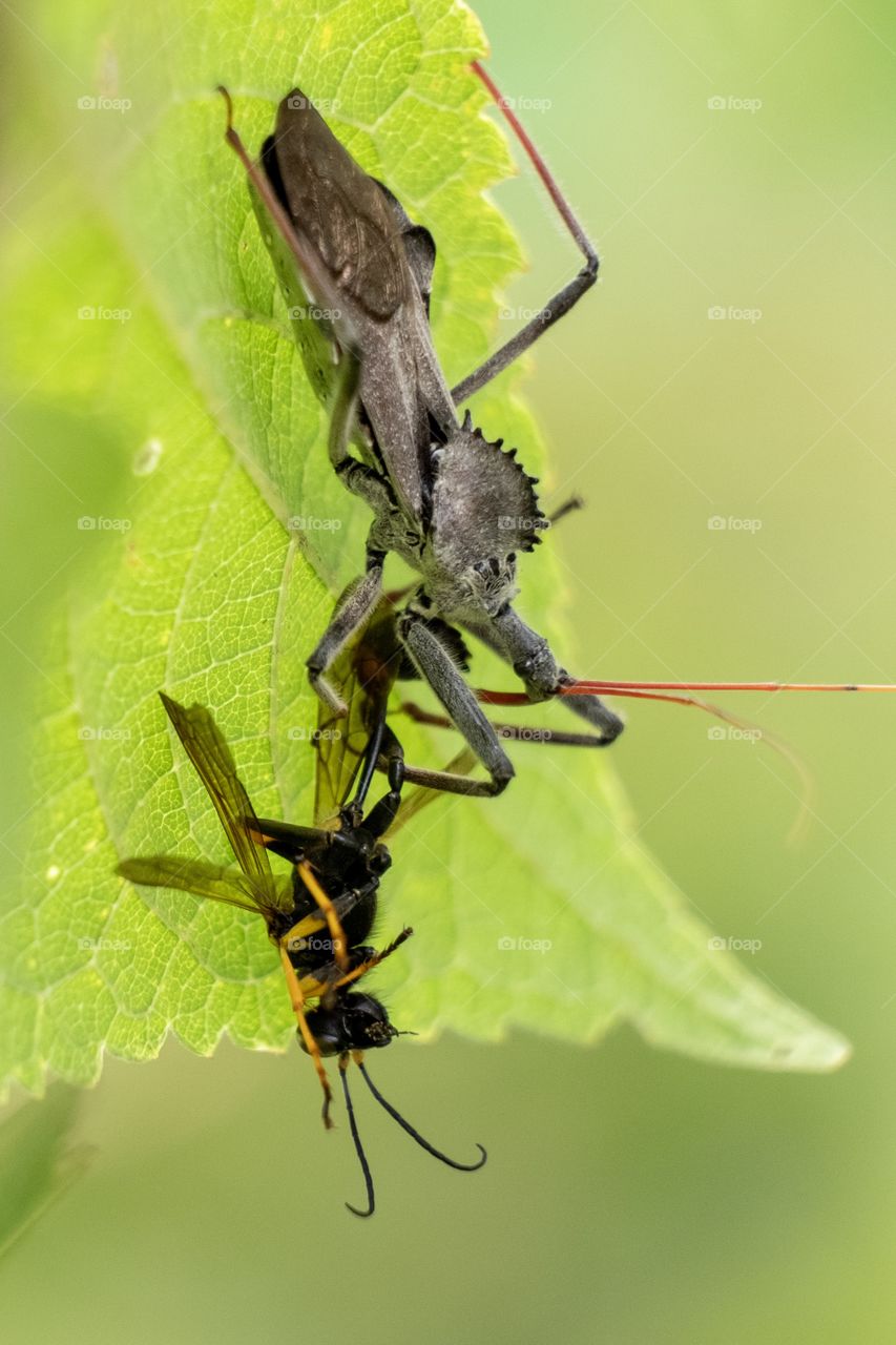 Foap, World in Macro: A wheel bug enjoys some wasp soup. Yates Mill County Park, Raleigh, North Carolina. 