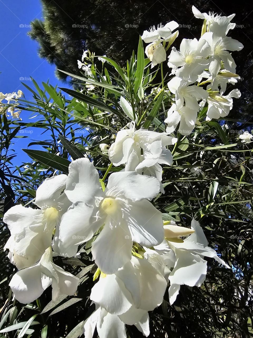 Flores blancas