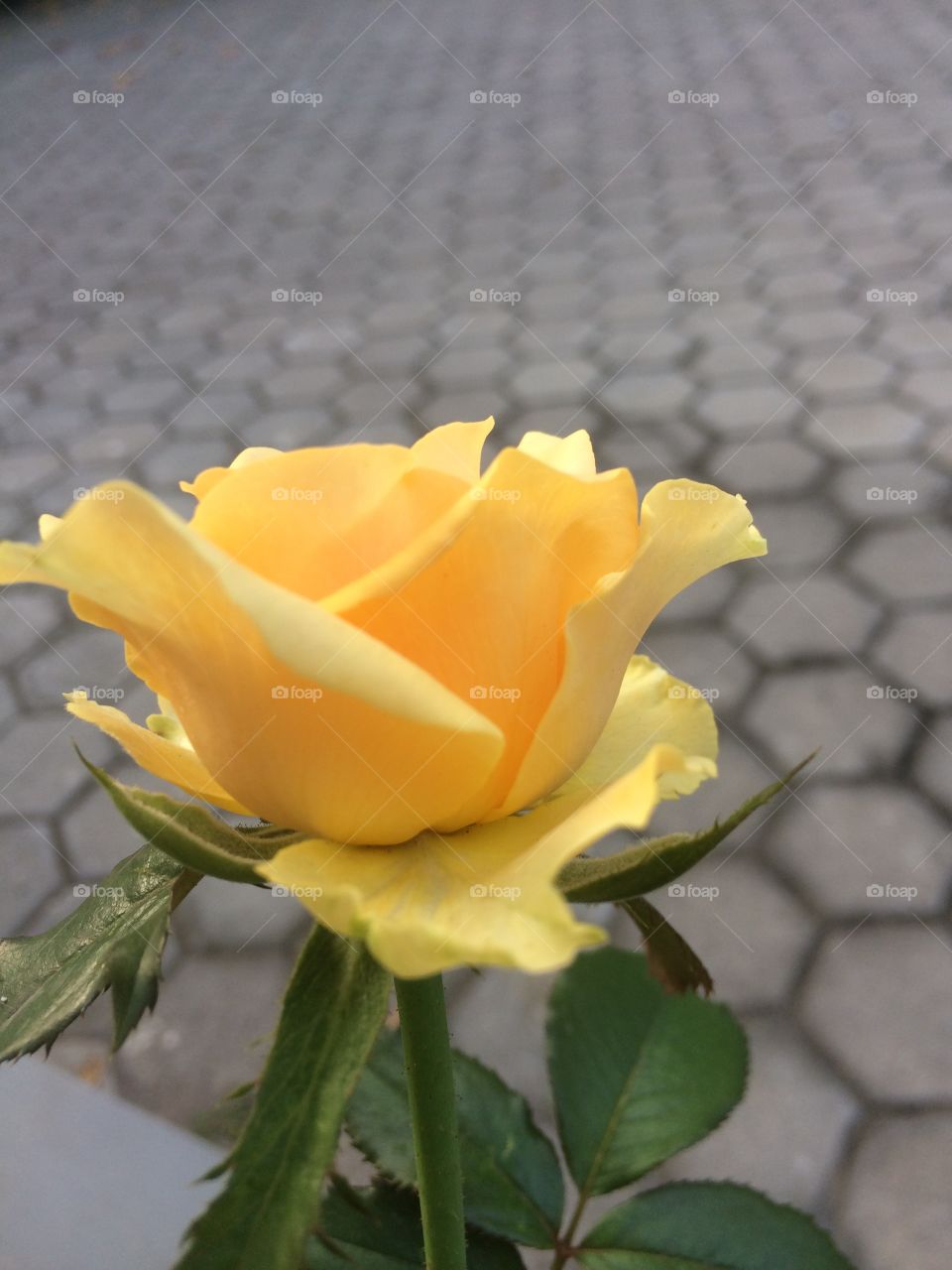 Rose flower ...