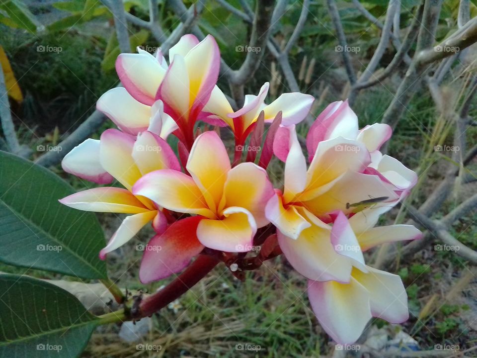 Plumeria