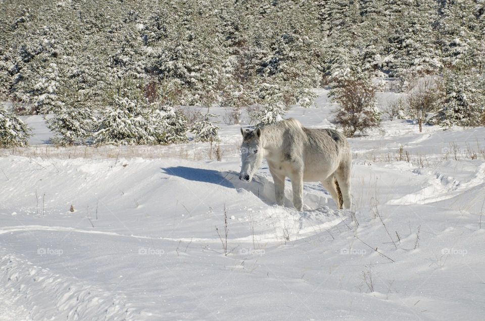 White Horse in the Snow