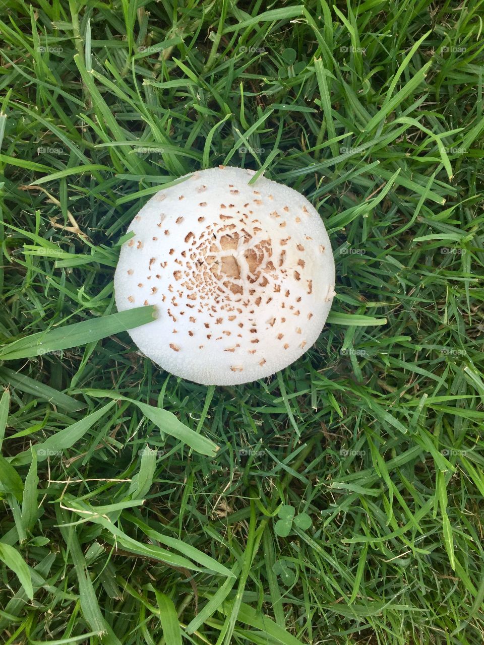 Magic mushroom
