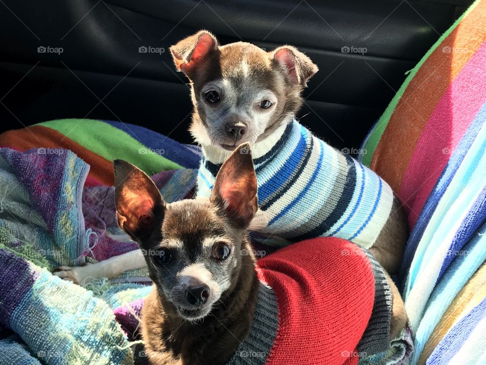 Chihuahuas go for a ride