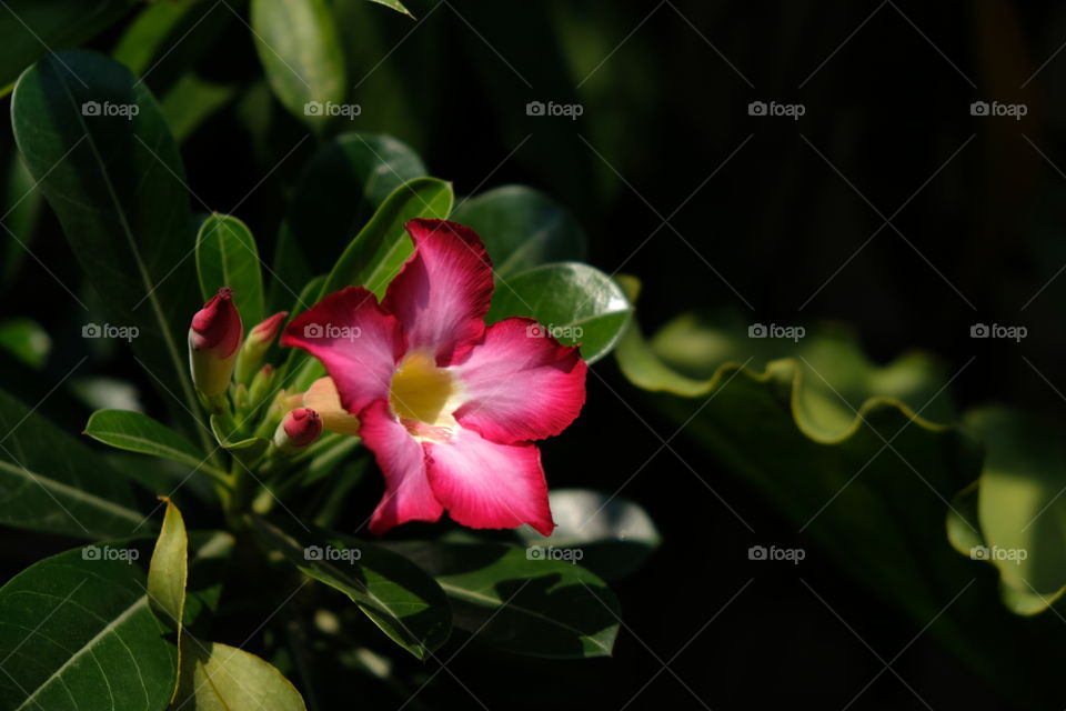 Desert Rose (Adenium Obesum)