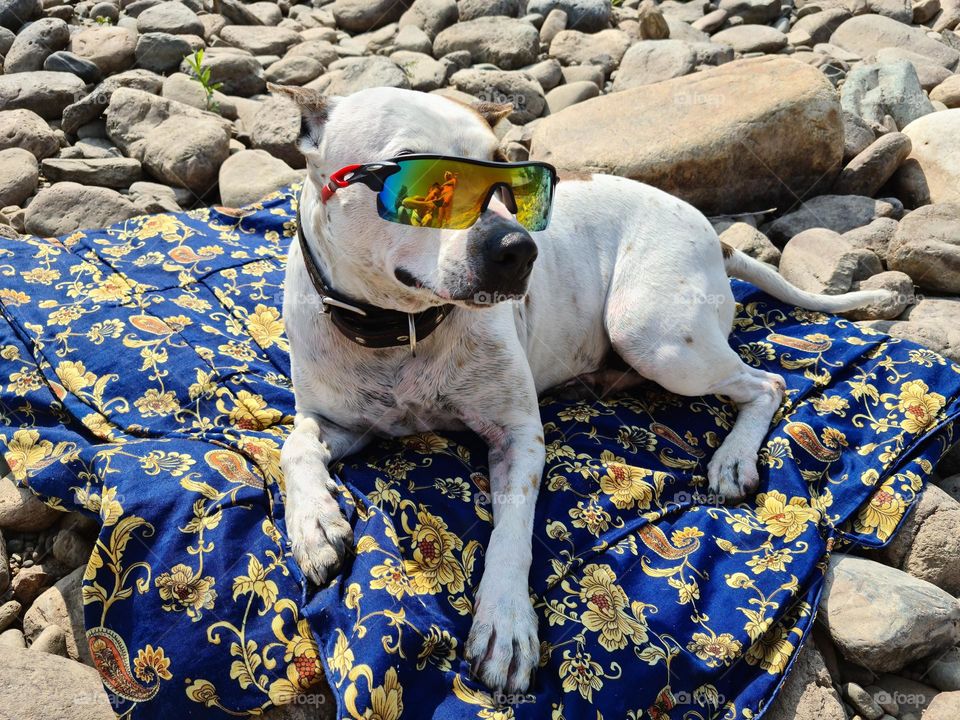 dog in sunglasses lies sunbathing