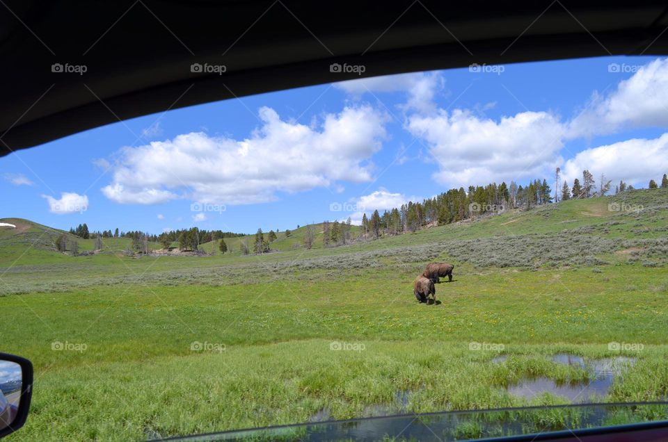 Bisons are wild roaming in Yellowstone National Park. Panoramic nature views of the park from your car. 