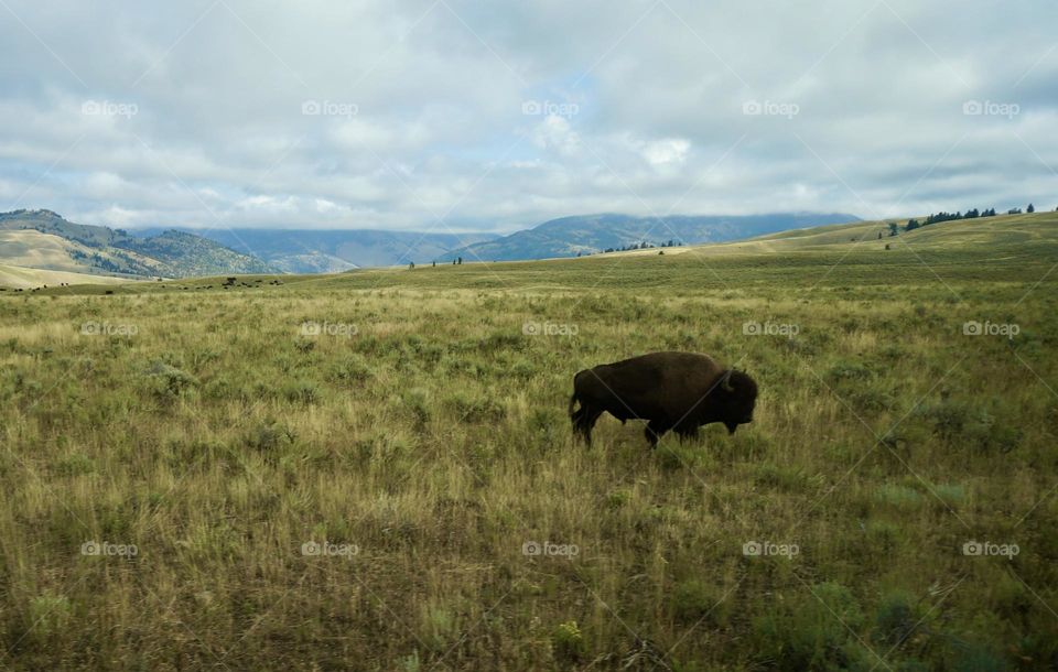 Bison on the range with cloudy sky and mountains