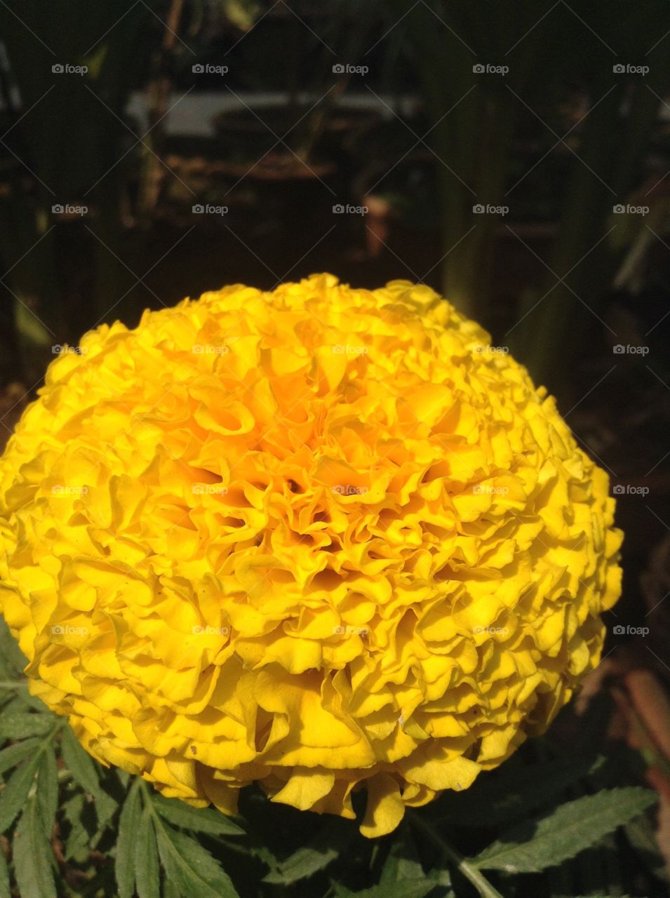 Australia flower close up