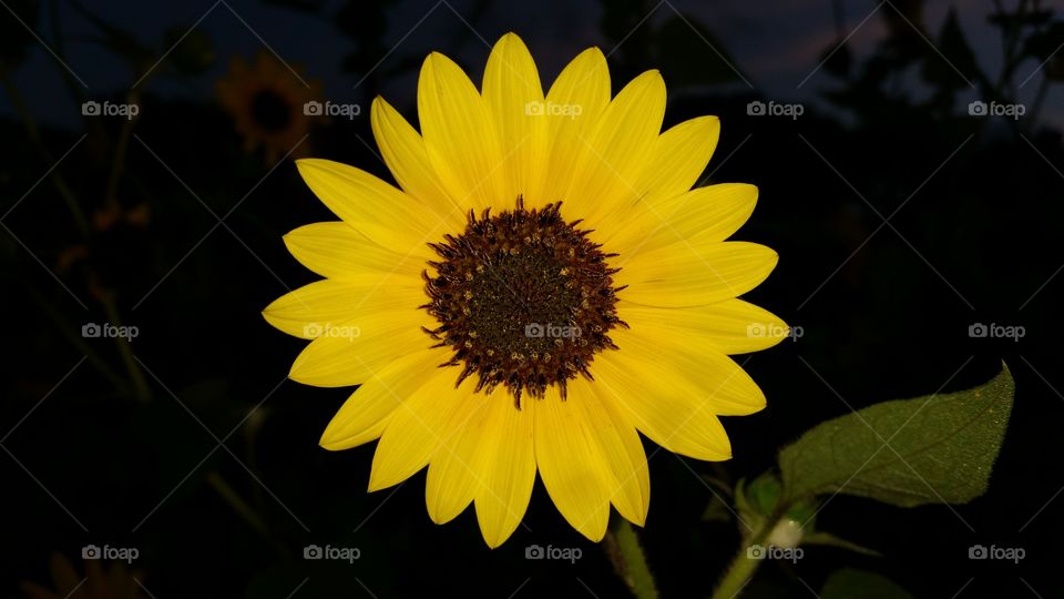 yellow flower. yellow flower