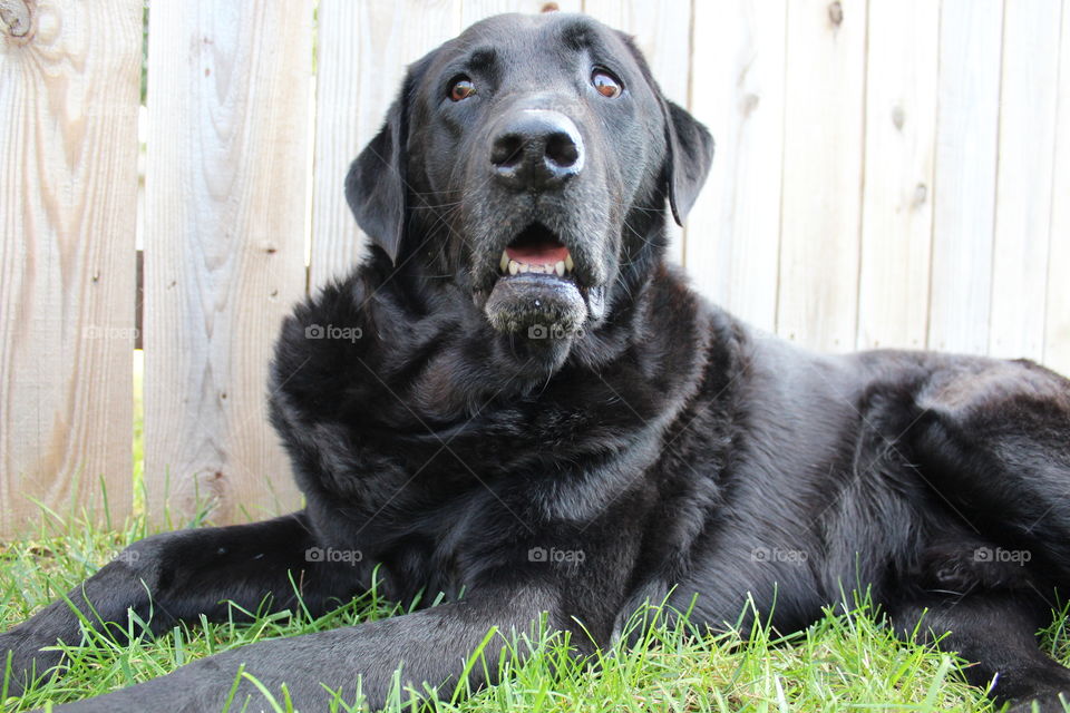 Pampered pet resting on grass