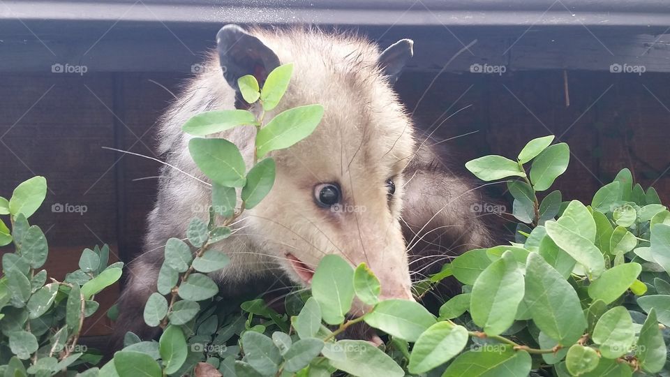 possum