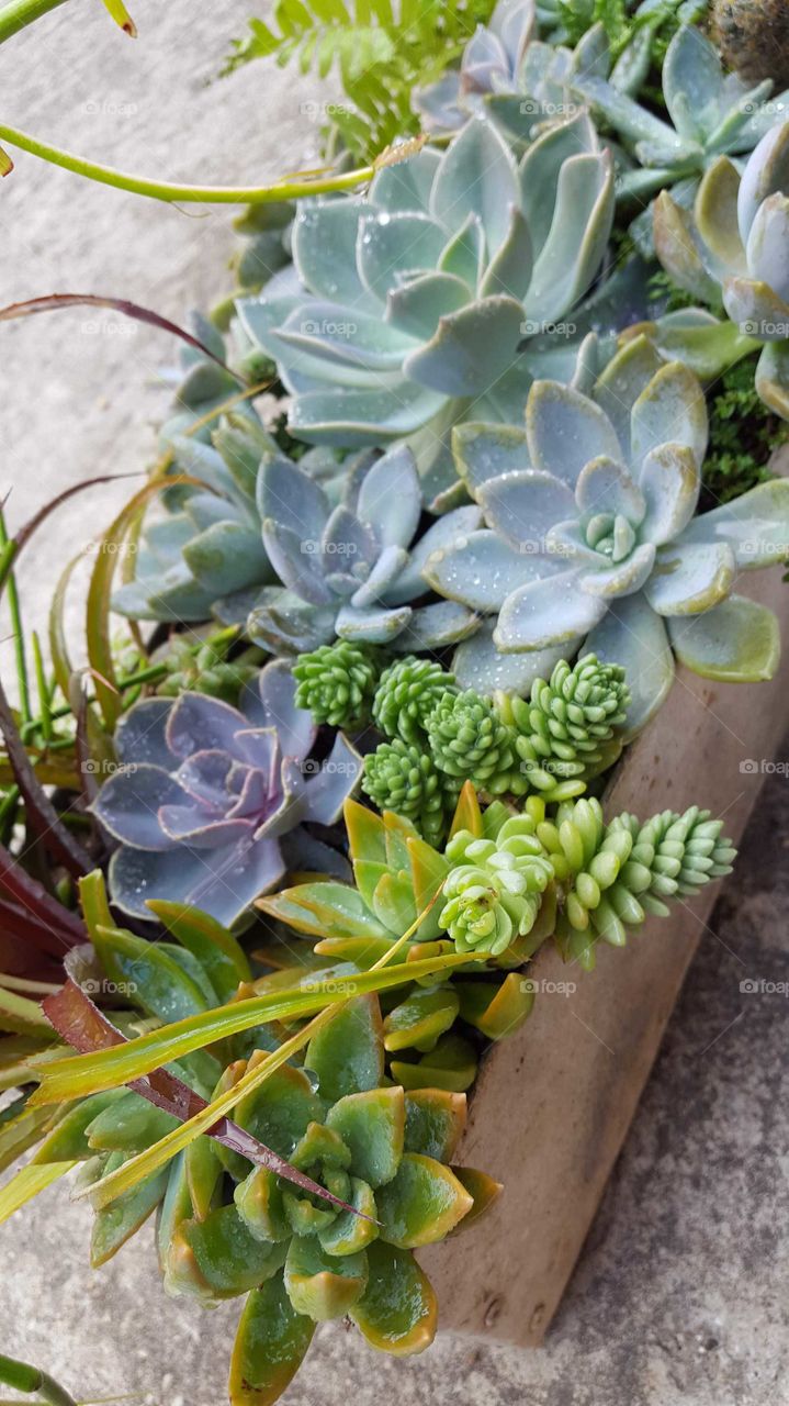 Colorful succulents