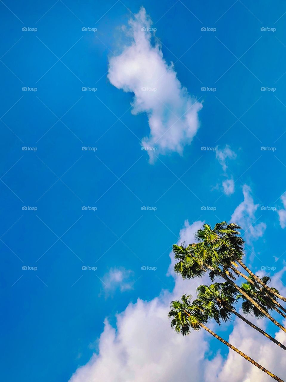 Palm trees and a blue sky in Southern California 