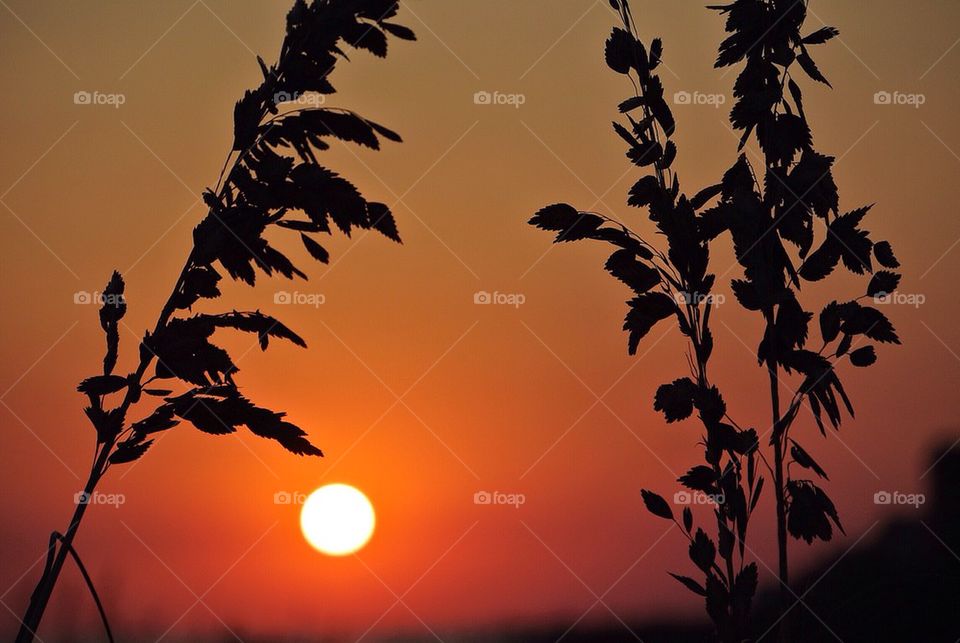 Sea oats 