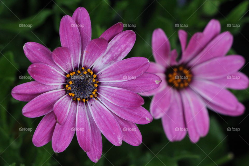 Beautiful purple African daisy