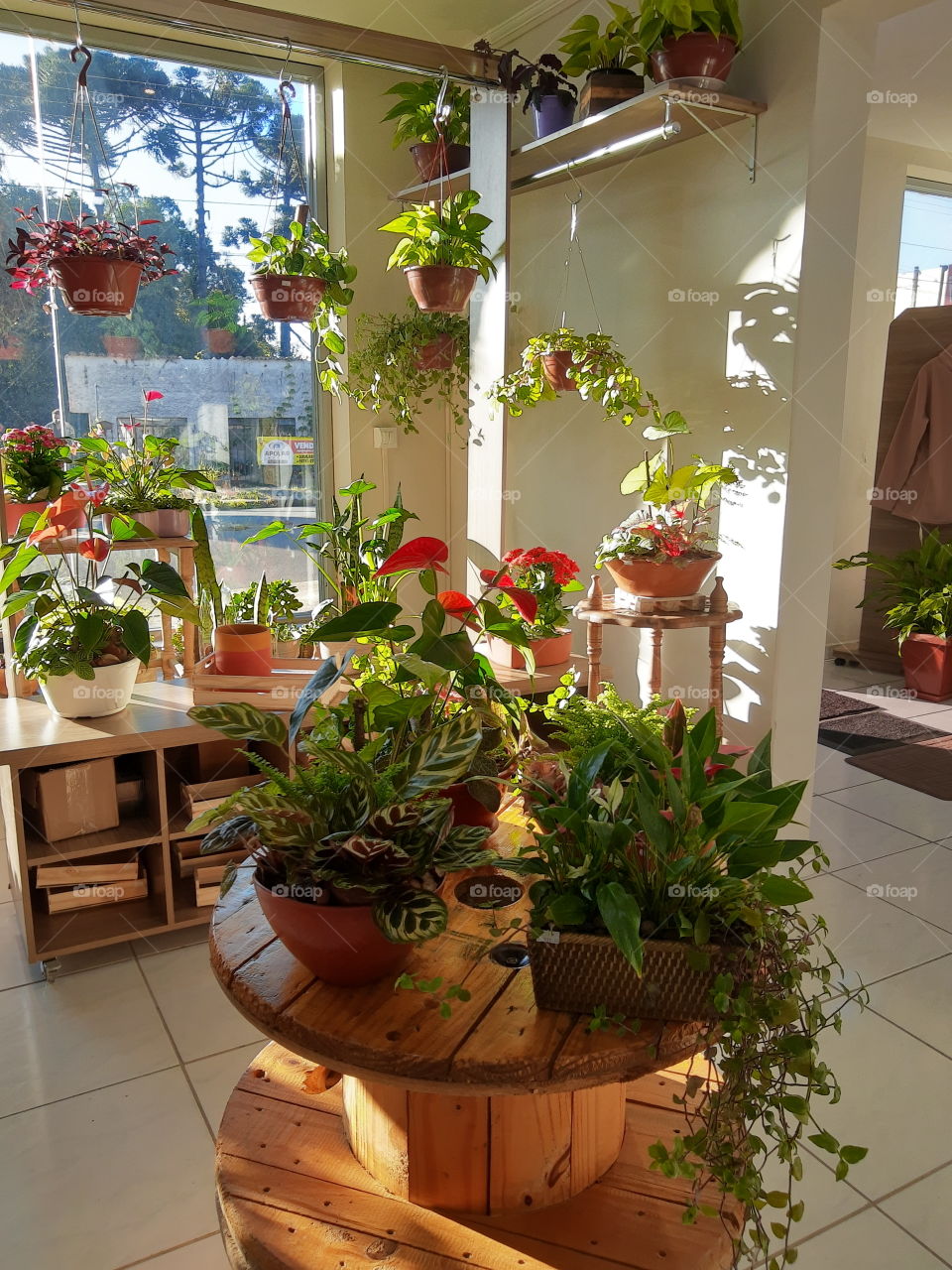 a beleza das plantas ao sol