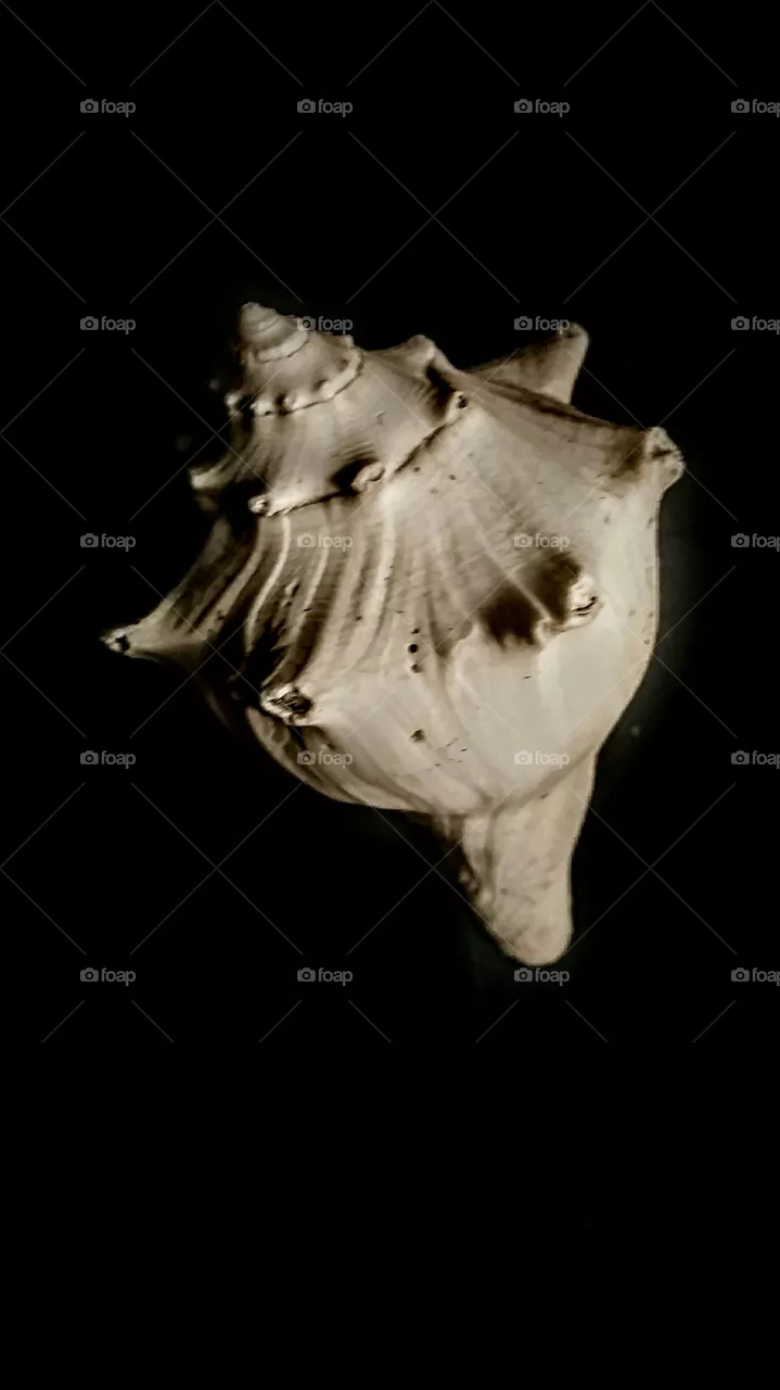 seashell