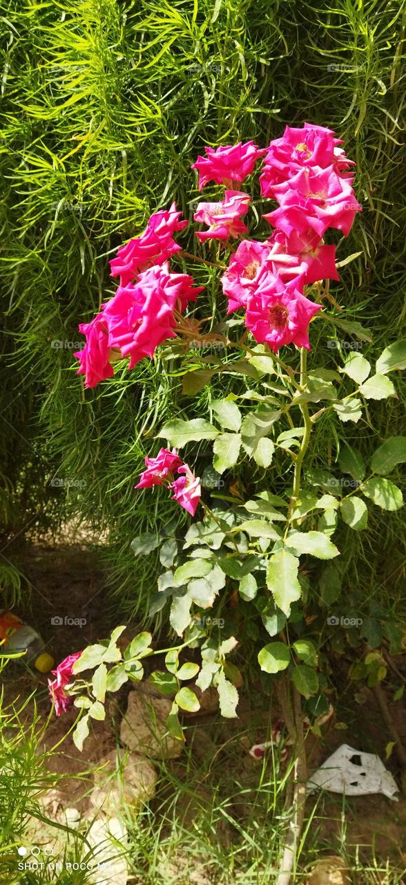 beautiful flowers in the garden