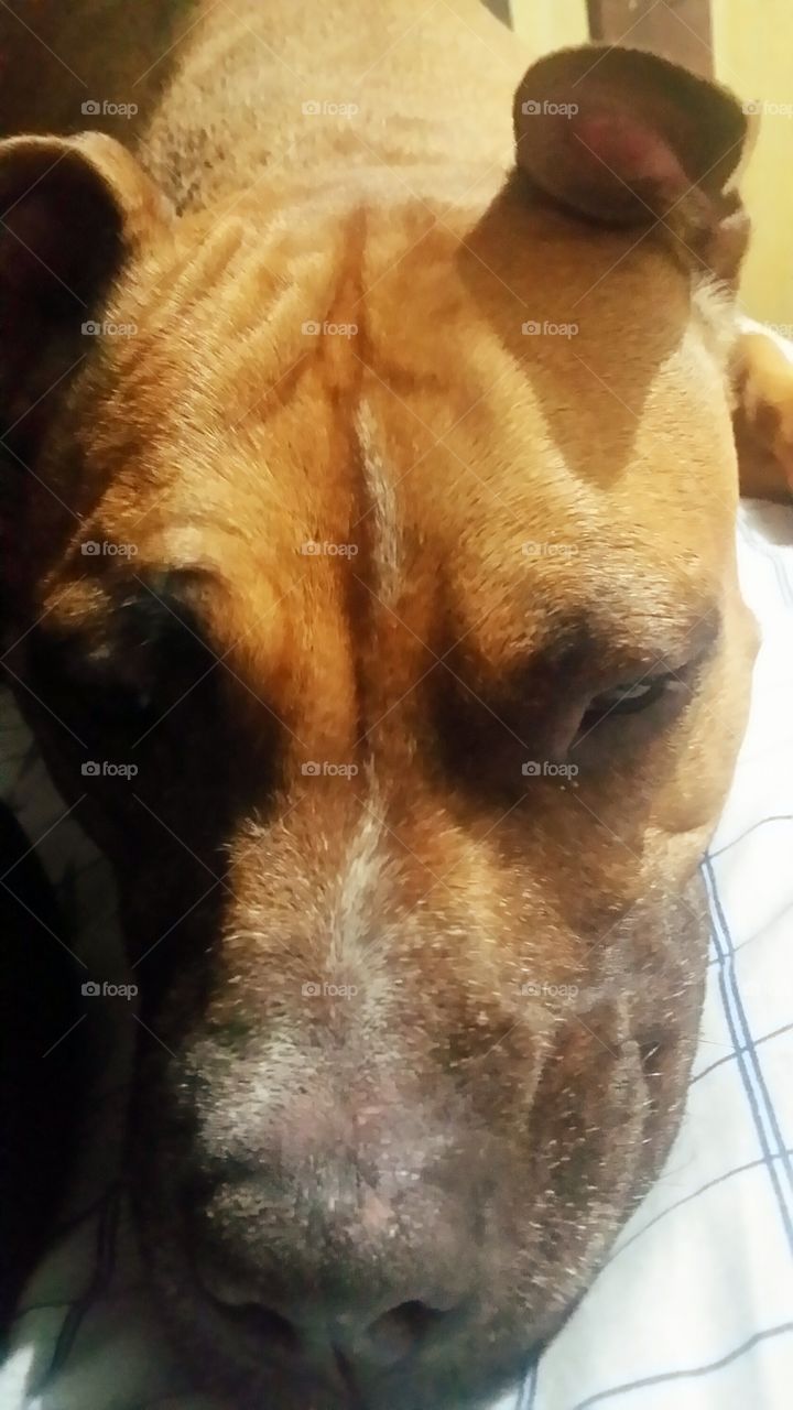 Man's best friend. "Why won't anyone play with me?"