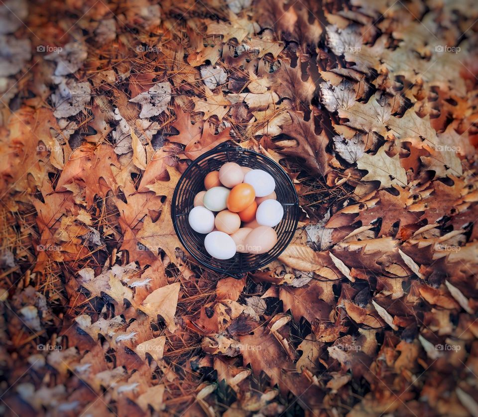 Top Egg in autumn
