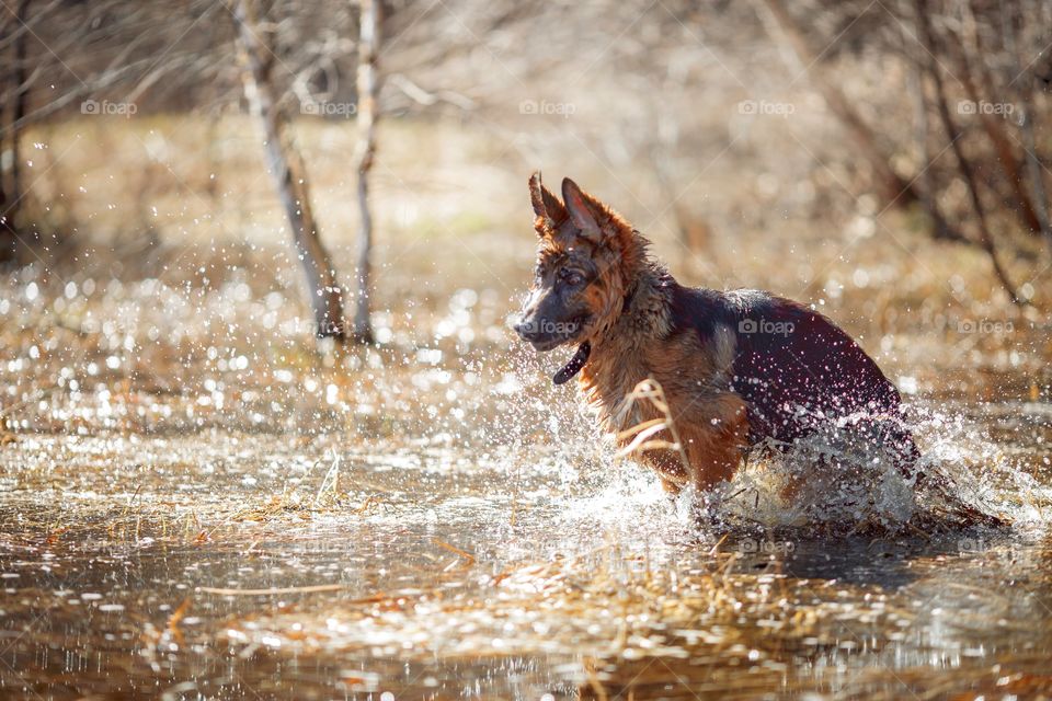 German shepherd dog outdoor spring pond