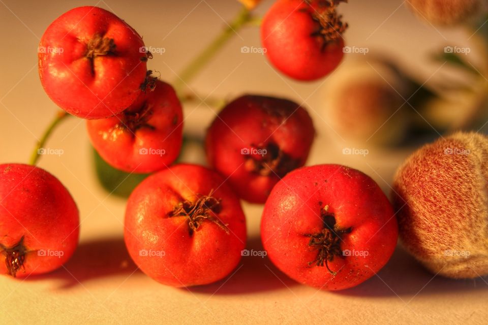 Macro fruits small