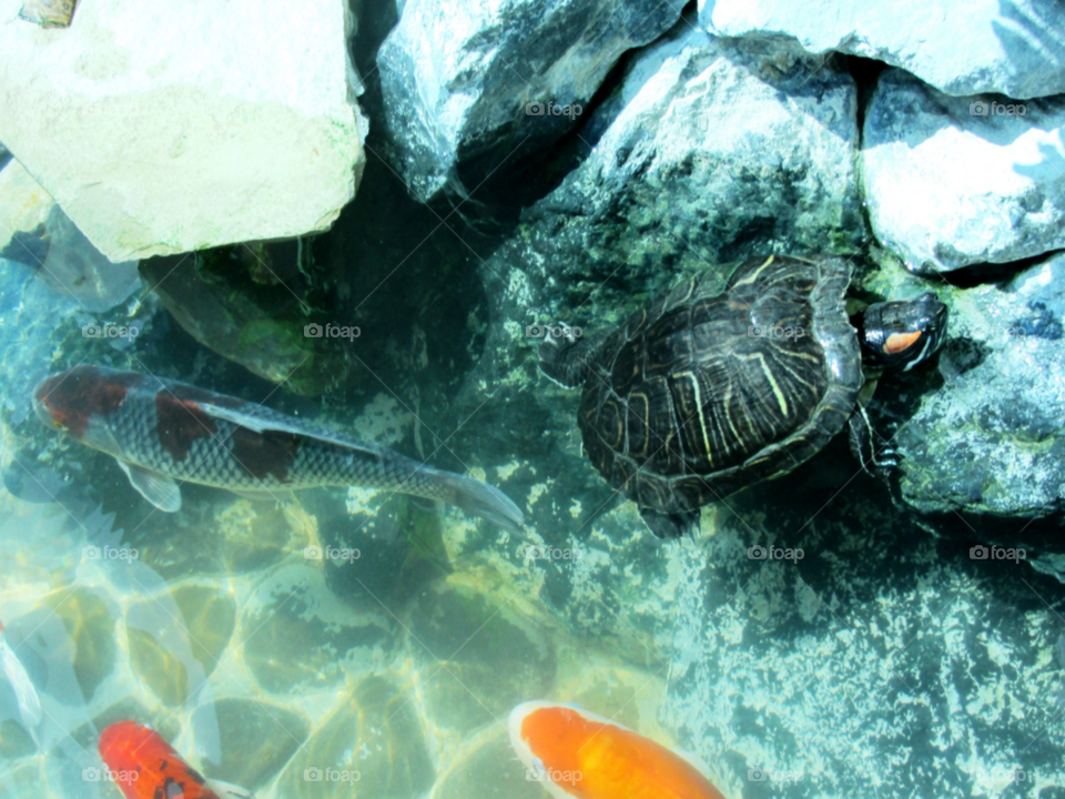 Отдых черепахи