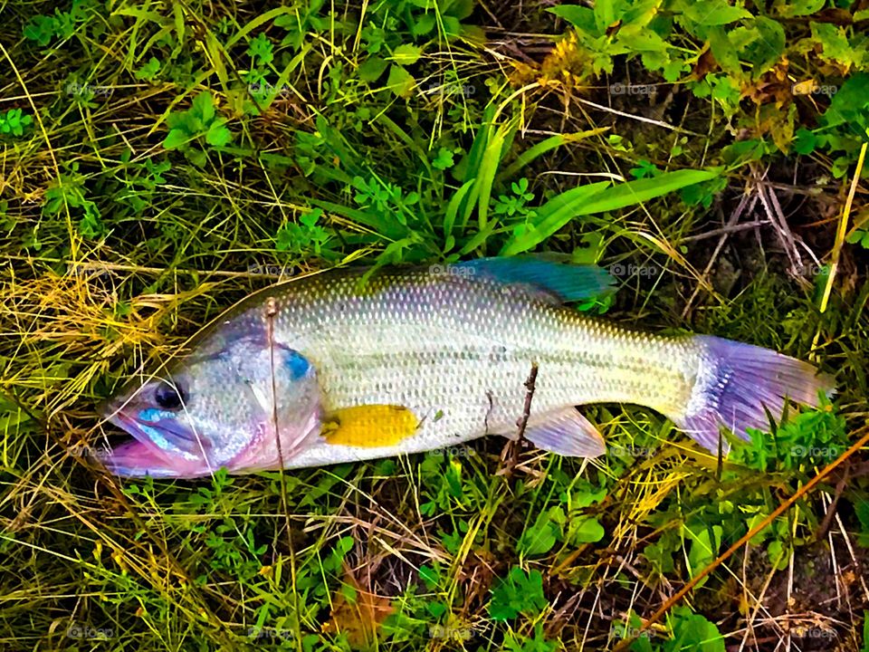 Bass in the grass 