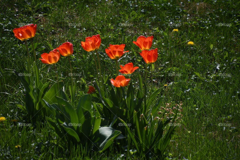 red tulips in yard
