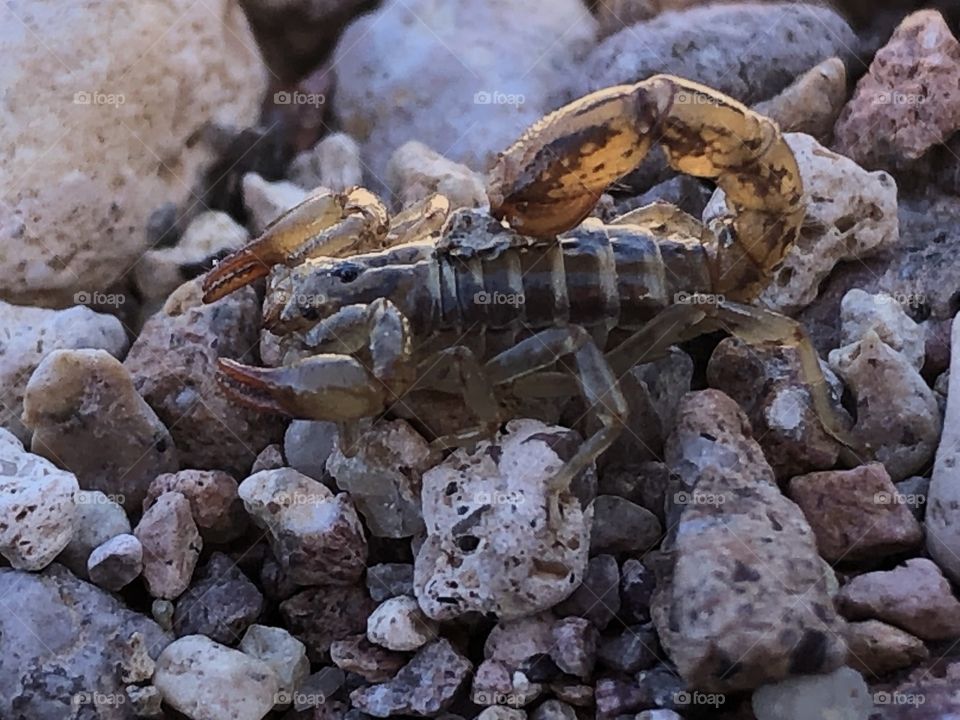 Small Arizona Scorpion 