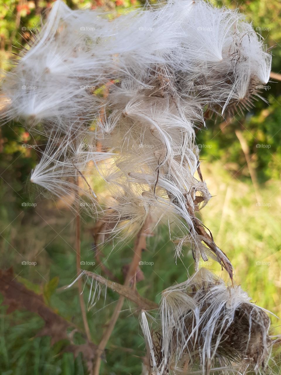 fluffy thistle in summer