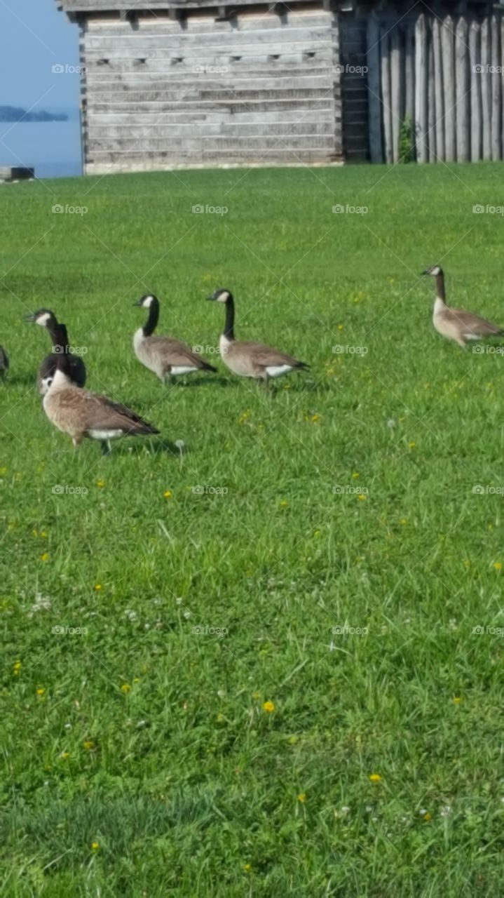 geese