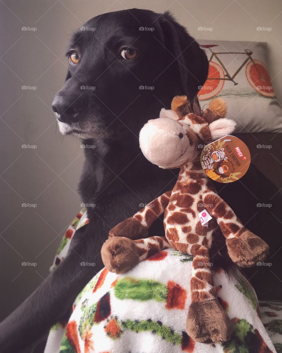 Black Lab Staring at Camera with Brownish Hazel Eyes with His Stuffed Giraffe Toy Laying on the Couch on Cactus Fuzzy Blanket with Orange Slice Bicycle Pillow in the Background