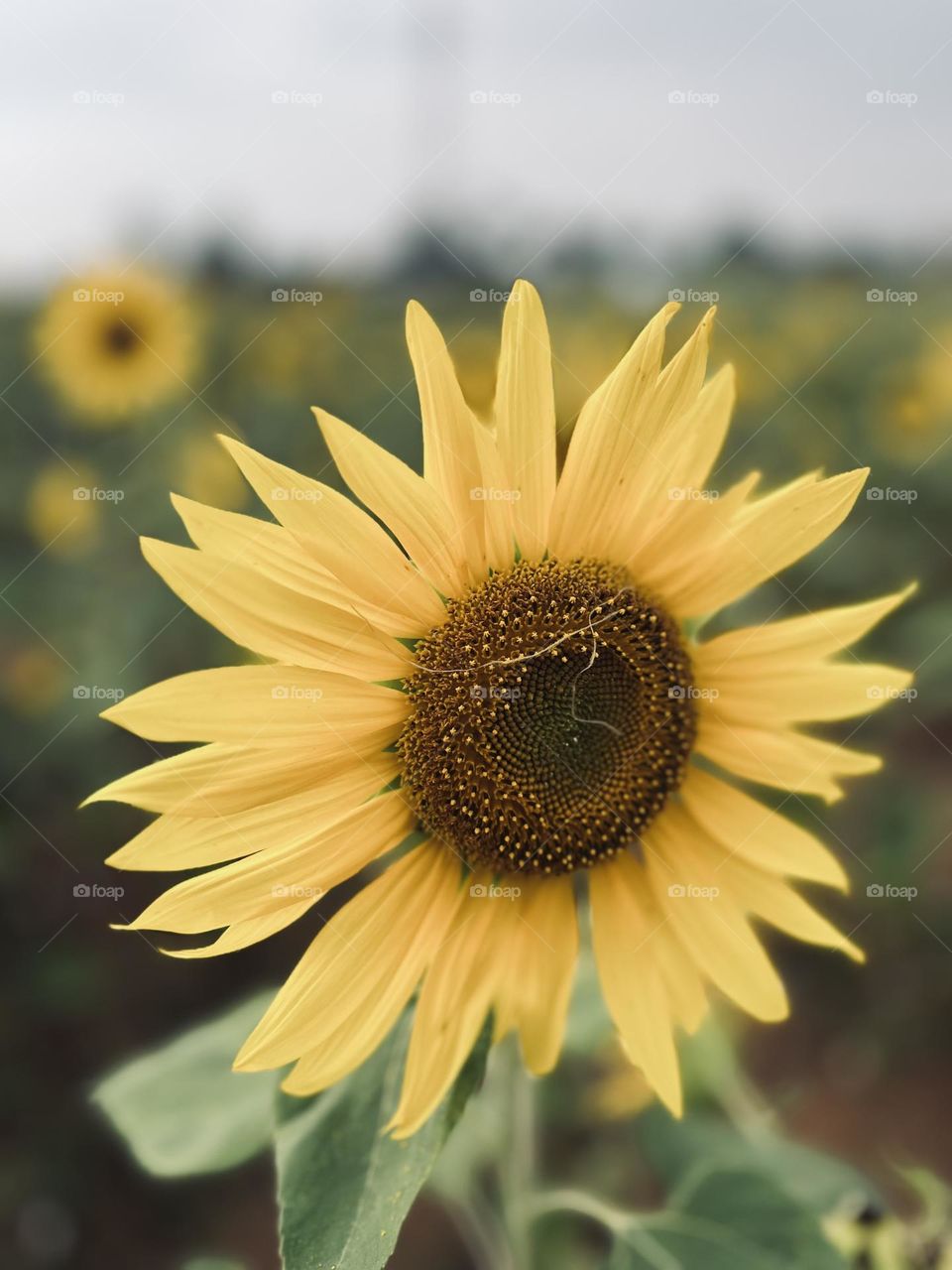 Beautiful sunflower in sunflower field 🌻