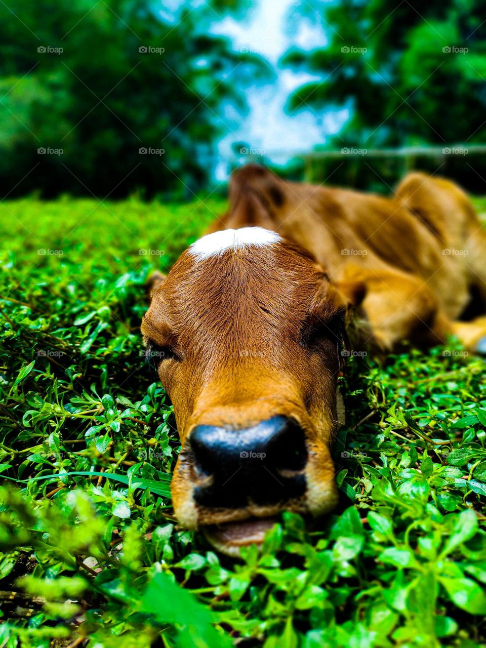This calf is ours.  I took photos of this calf.  Calf survival is very beautiful.  There is a white spot on the forehead.  So the animal looks very beautiful.