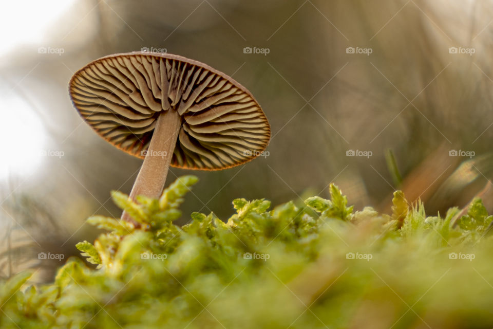 Mushroom