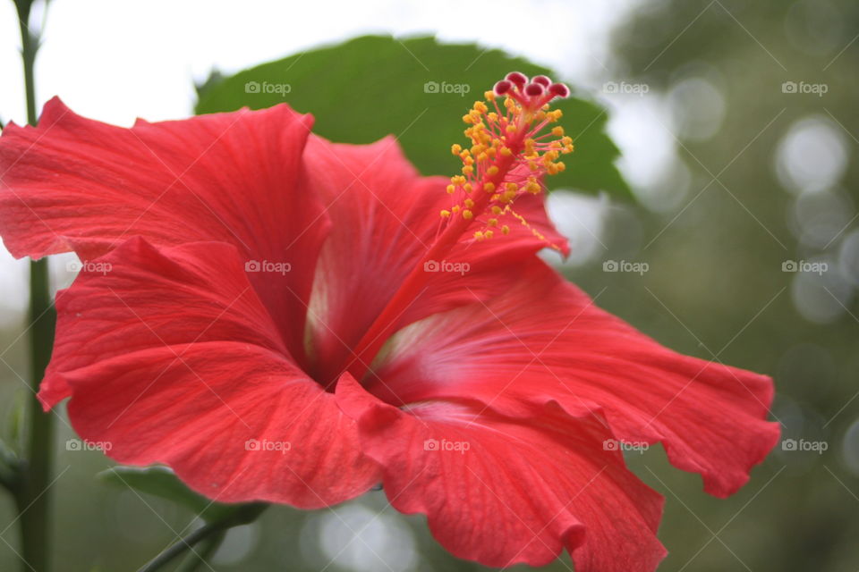 Red Hibiscus 