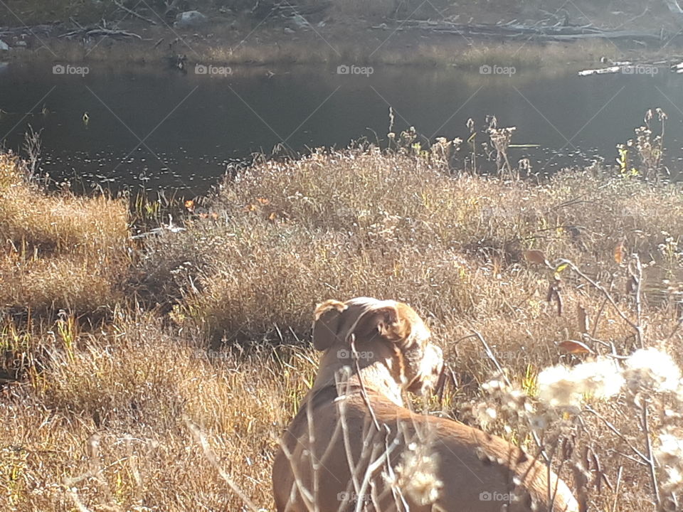 My dog getting in the picture I was trying to get the duck 